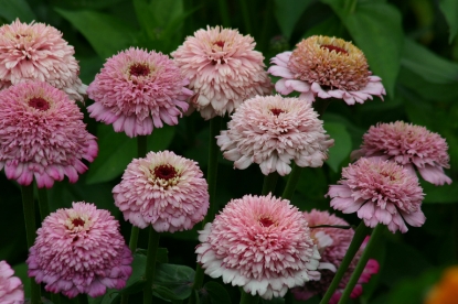 Picture of Zinnia Elegans - Zinderella Lilac
